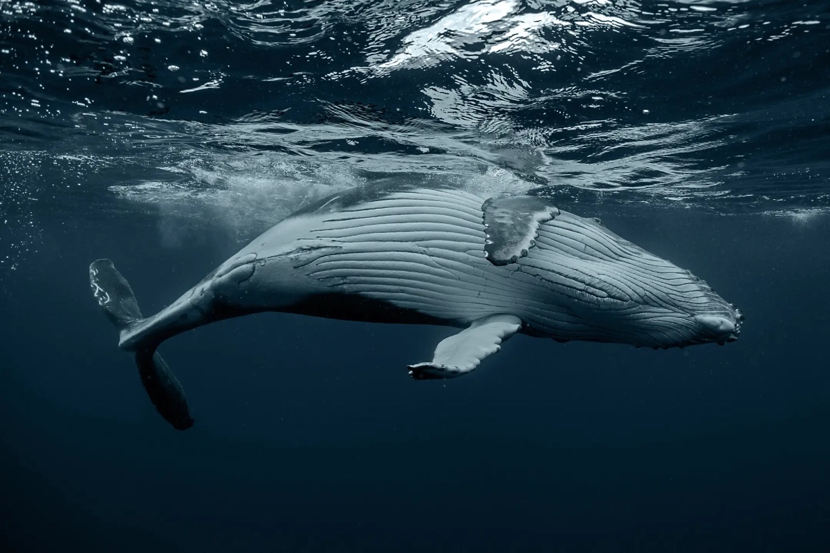 Ananda. Dive N' Flow