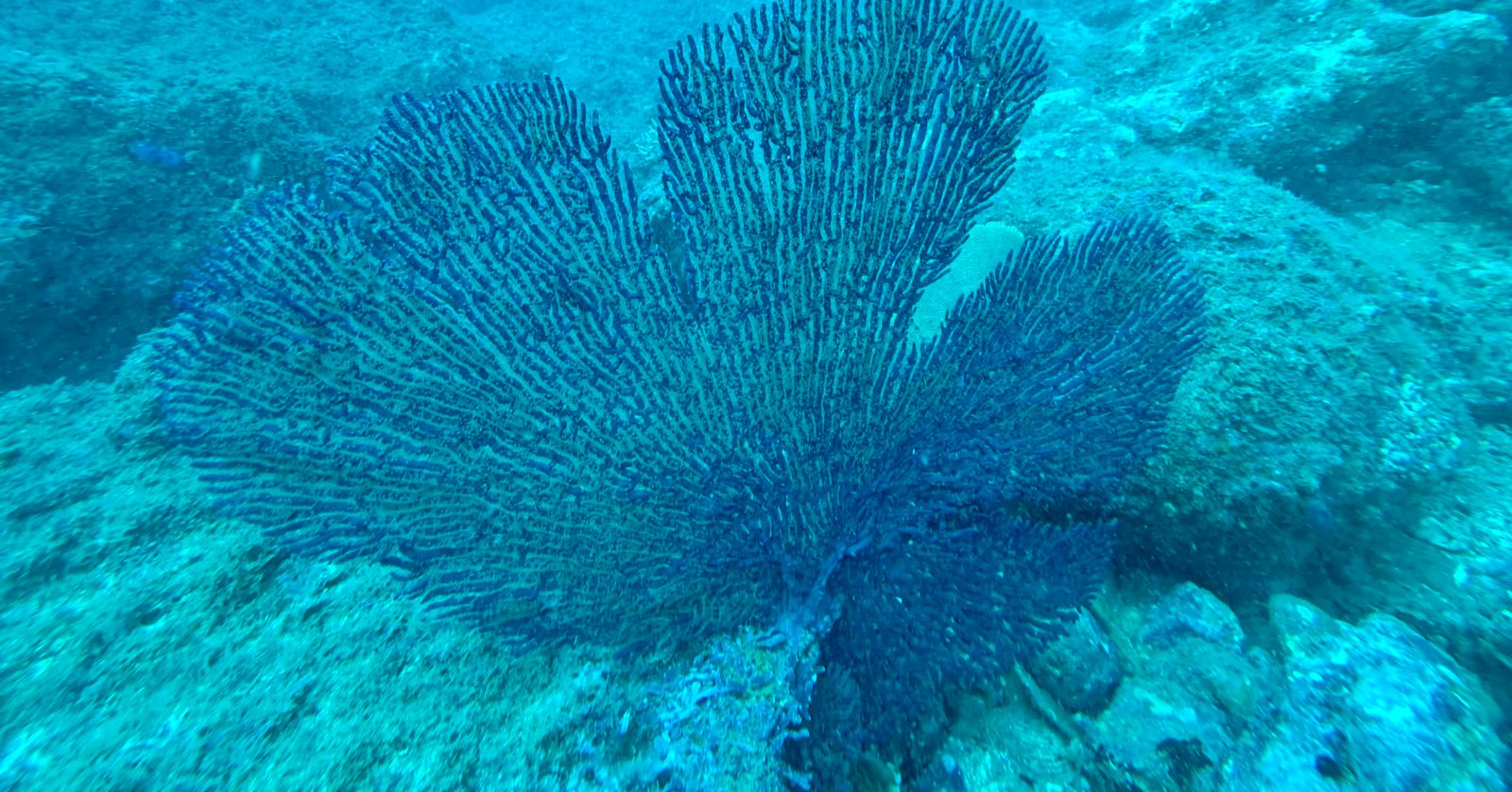 Snorkeling at the Cemetery of Cabuya